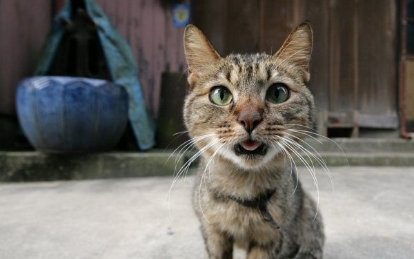 Угарные коты