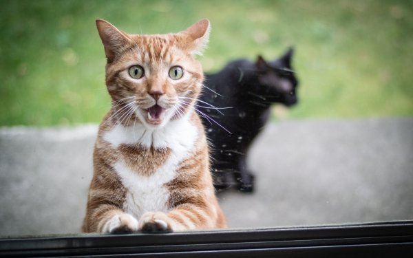 Любопытный котик