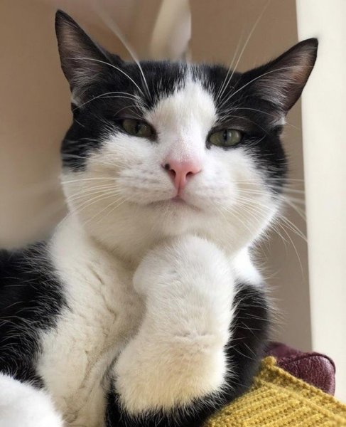 Чудные коты