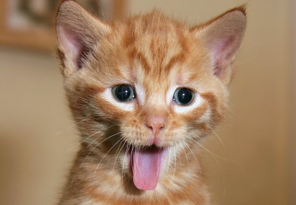 Котенок показывает язык