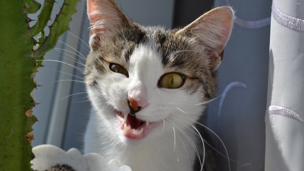 Смешные котики