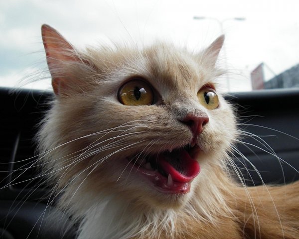 Угарные коты