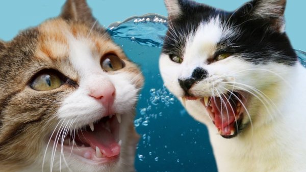 Смешные коты