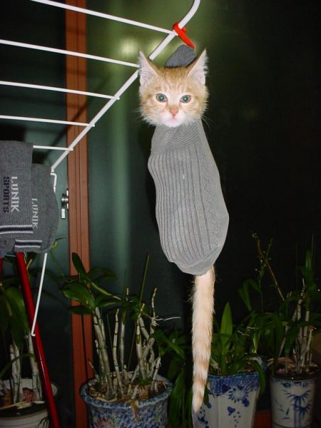 Очень смешной кот