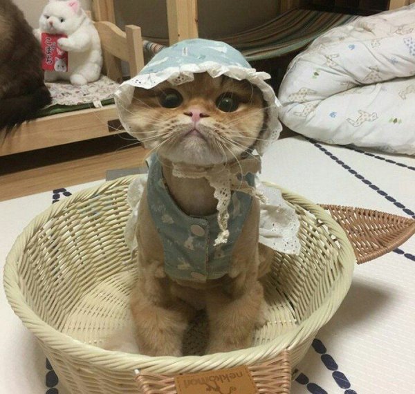 Приколы юмор коты