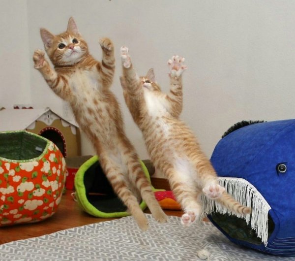Приколы с котами