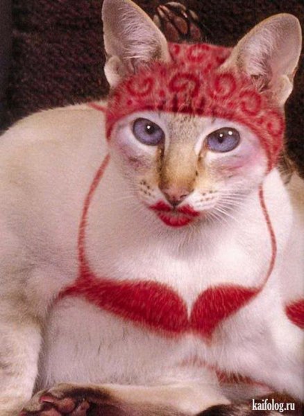 Тупые коты