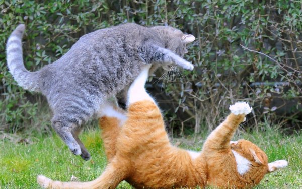 Коты дерутся