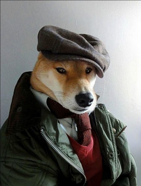 Собака в кепке