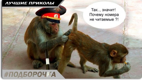 Смешные шутки про обезьян