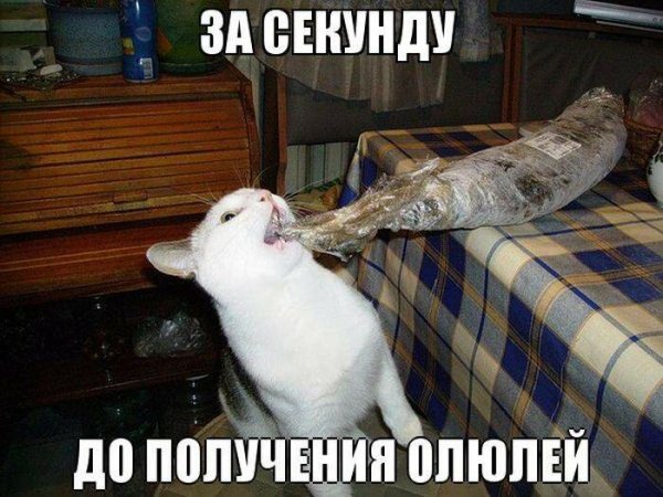 Приколы до слез