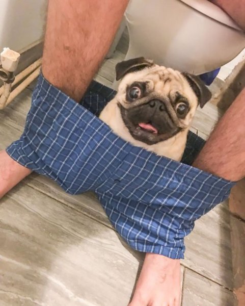 Мопс Хуепс