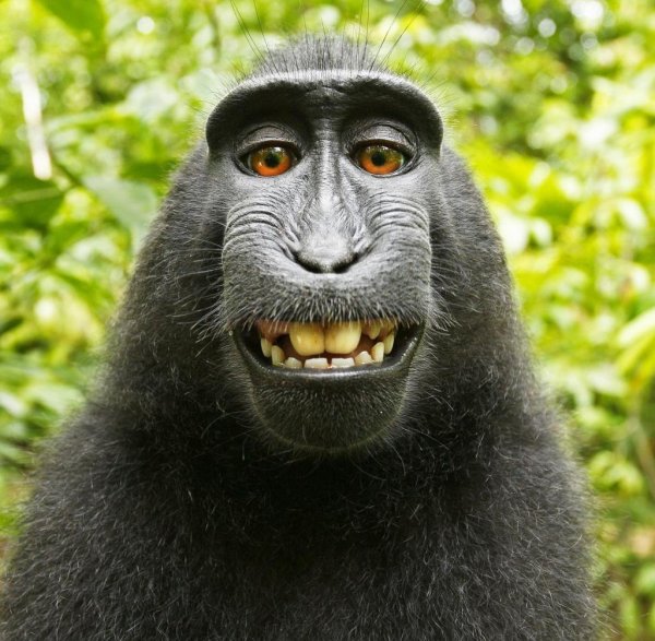 Паспорт обезьяны