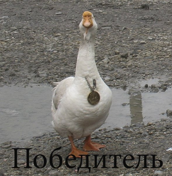 Приколы с гусем