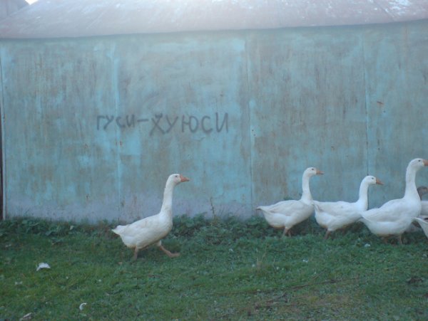 Надпись Гусь