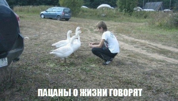 Гусь Мем