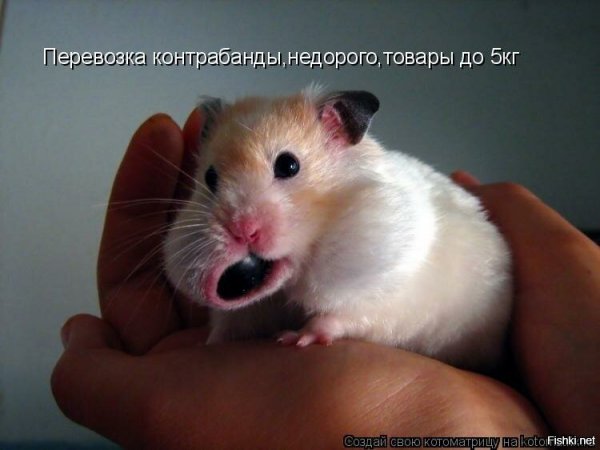 Смешные хомяки с надписями