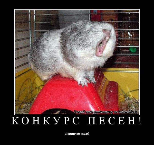 Шутки про хомячков