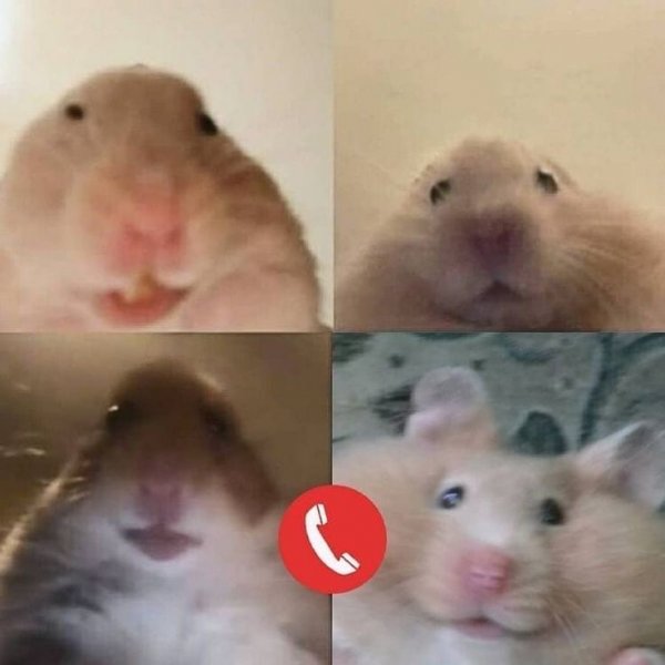 Хомяк Мем