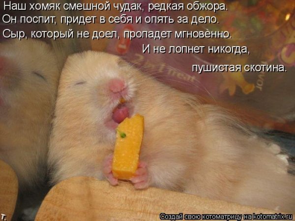 Объевшийся хомяк