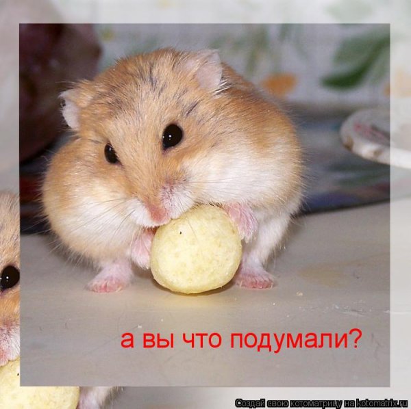 Смешные хомячки с надписями