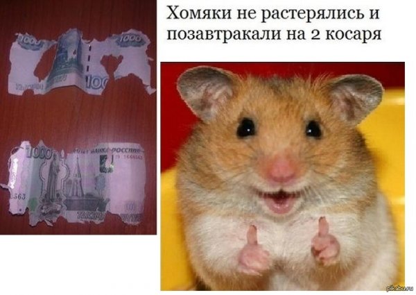 Мемы про хомяков