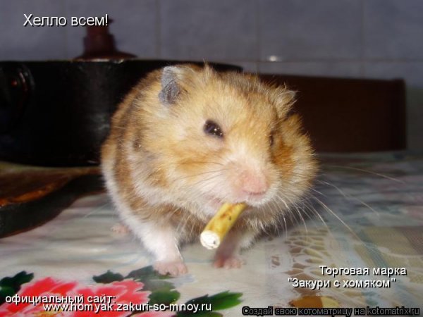 Смешные хомяки с надписями