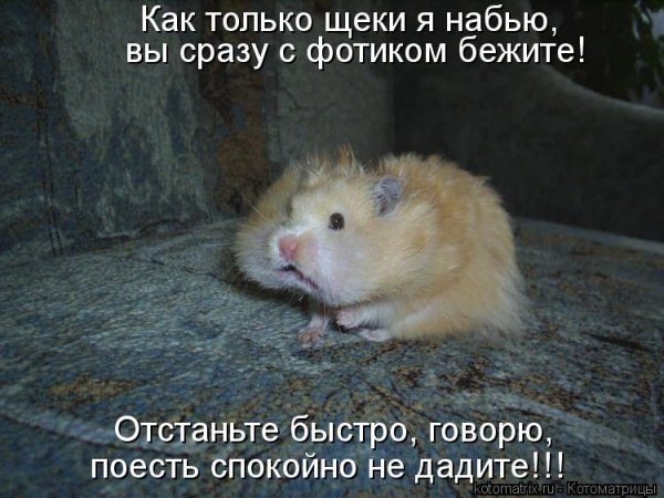 Хомяки с надписями