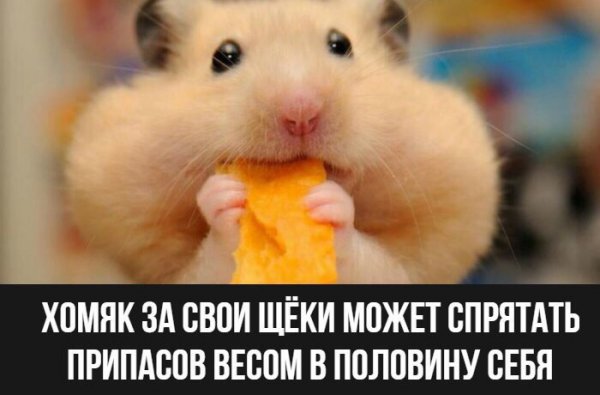 Хомяк с печенькой