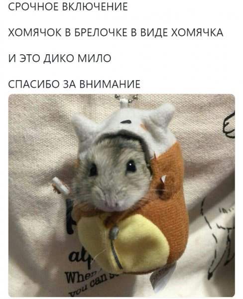 Хомячки в одежде