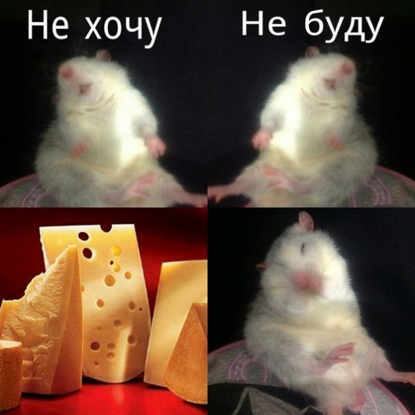 Мемы про хомяков