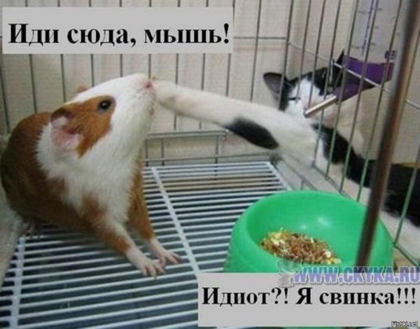 Мемы с морскими свинками