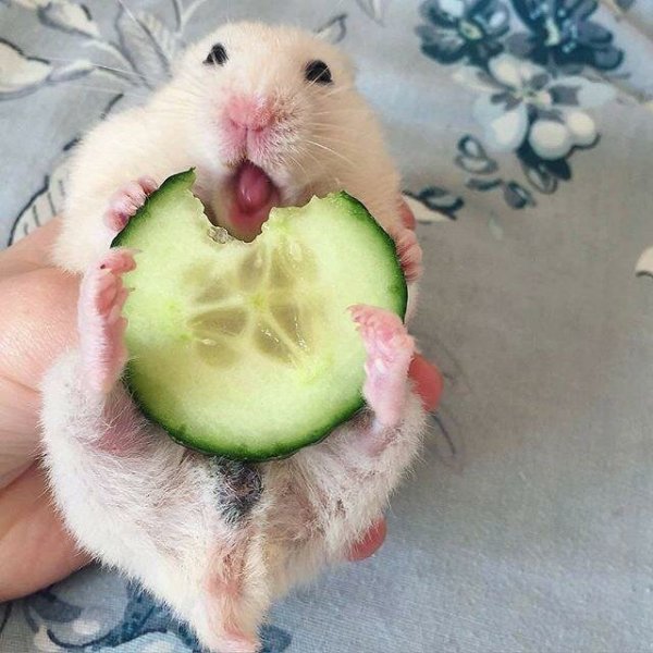 Прикольный хомяк