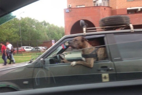 Прикольные фото с автовидеофиксации