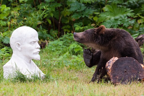 Угарные картинки про медведей (50 фото)