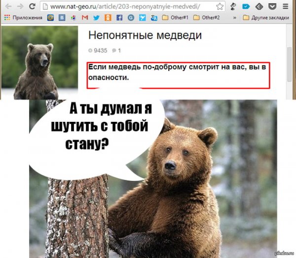Шутки про медведя