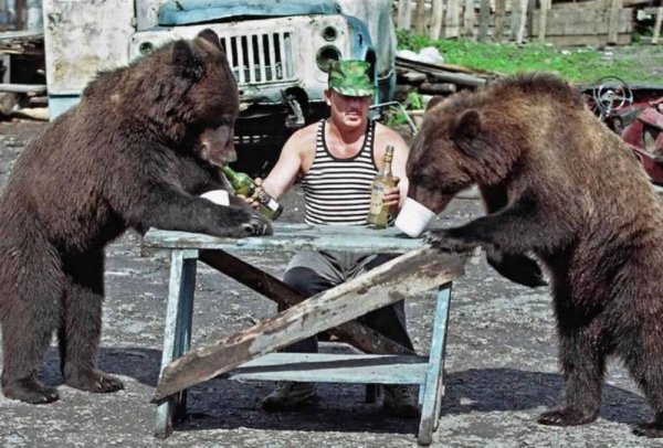 Медведь бухает