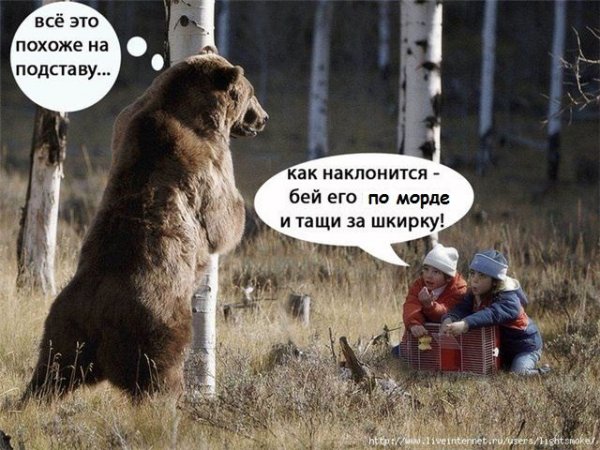 Шутки про медведей и русских
