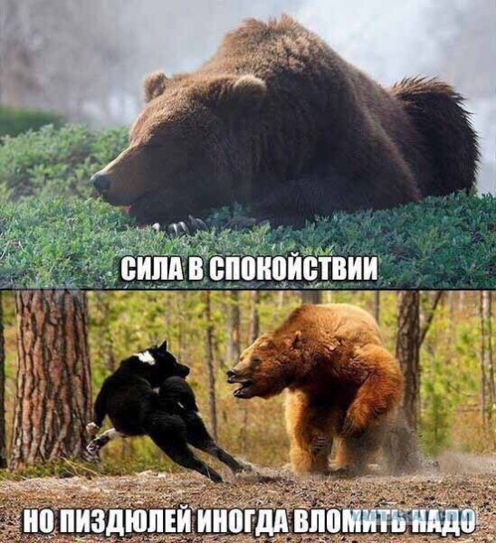 Надпись медведь