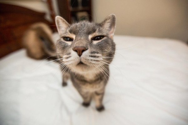 Смешной котейка