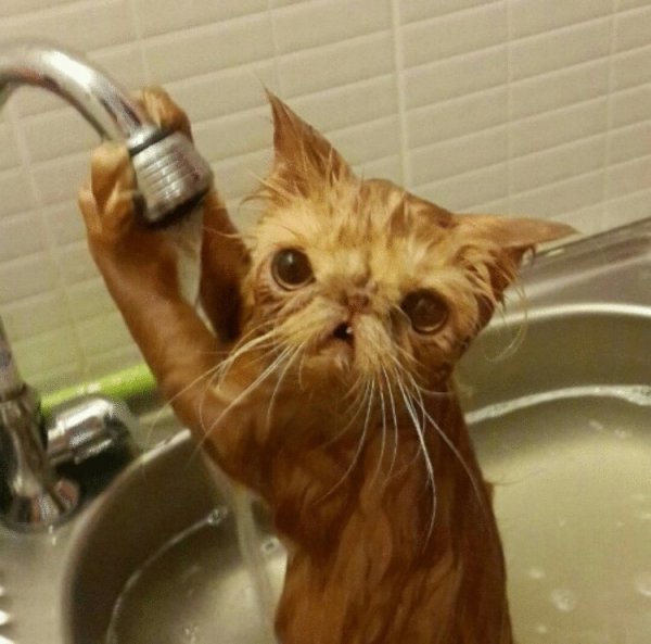 Ржачные коты