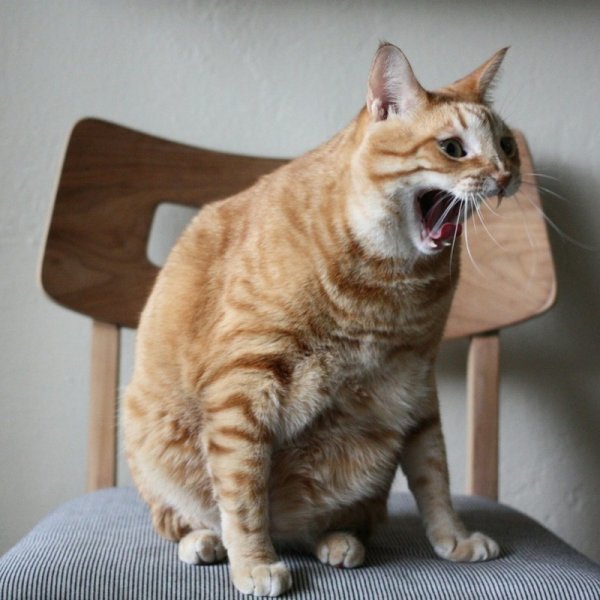 Смешные коты