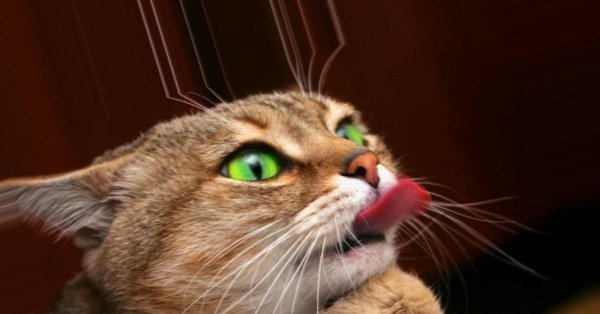 Ржачные коты