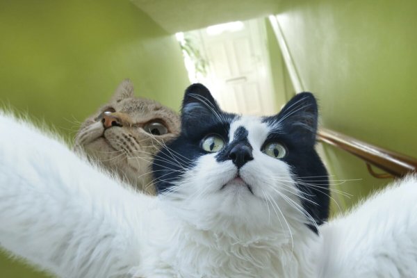 Два смешных кота