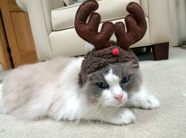 Приколы про котов