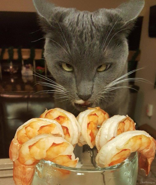Кот прикол