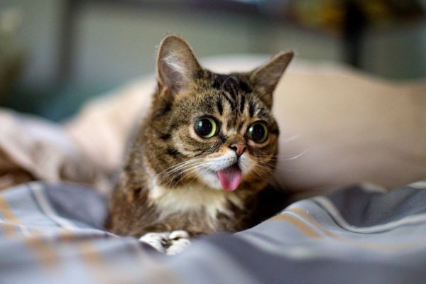 Смешные котята