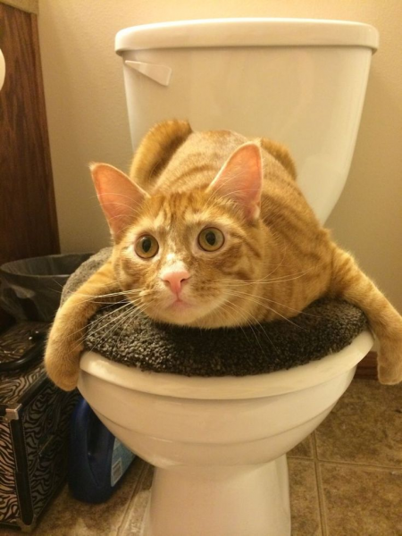 Самые Веселые коты