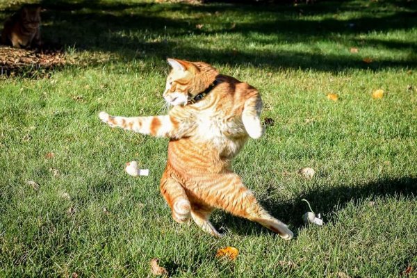 Приколы с котами
