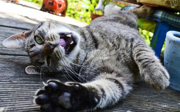 Смешной кот